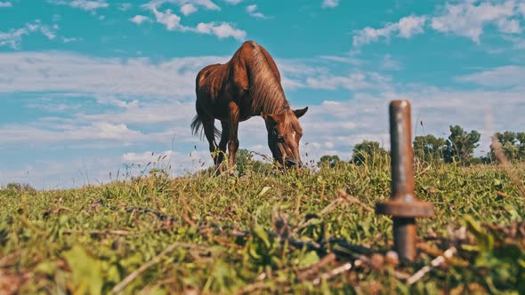 Brown Horse Grazes on a Green Field Against the Blue Sky in Slow Motion