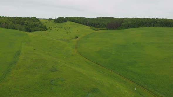 Green Open Field Near the Forest While Day Time