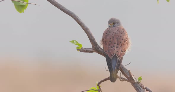 Male common kestrel sitting on a branch looking around early morning