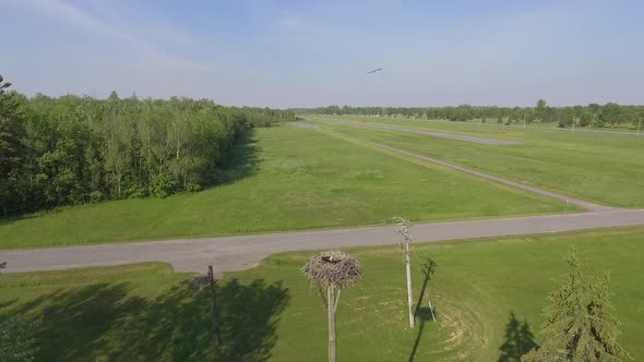 aerial osprey patrolling near its nest with babies 4k