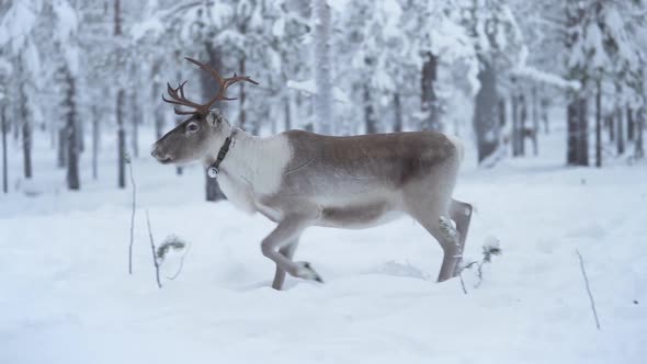 Slowmotion of reindeer running wild in slowmotion in a snowy forest at Lapland.
