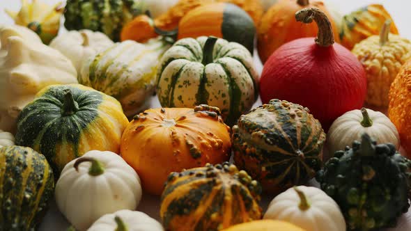 Beautiful Colorful Mini Pumpkins on Grac Concrete Background, Holiday or Autumn Decoration