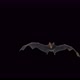 Bat Transition Front 4 K - VideoHive Item for Sale