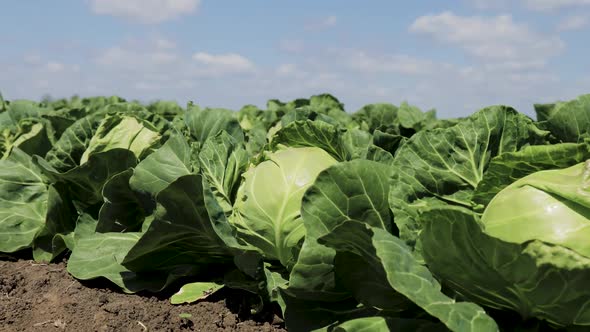 Cabbage Growing in a Farmer's field.Panorama R L . Slider