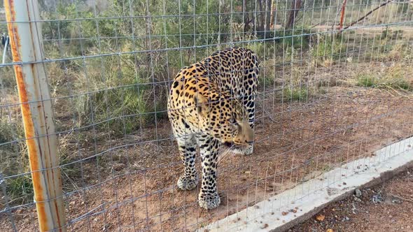 Close up shot of a young female Leopard altered behind a fence, recorded with camera in hand, in the