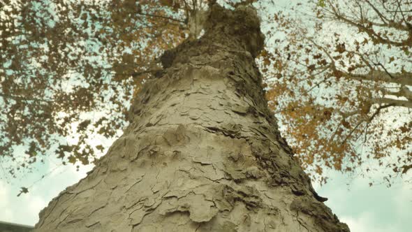 High Tree with Embossed Bark and Long Branches in Autumn