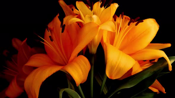 Orange Lilies start to wilt away during this extended timelapse where they start to lose petals.