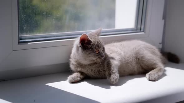 Small Fluffy Kitten is Resting on Windowsill By Window in the Rays of Sunlight