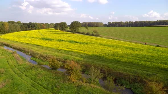 Aerial shot of a lonely cyclist cycling through fields of rapeseed on a sunny day SLOMO.