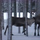 Two Large Male Deer Turning Around and Running Away in a Pine Forest in Slo-mo - VideoHive Item for Sale