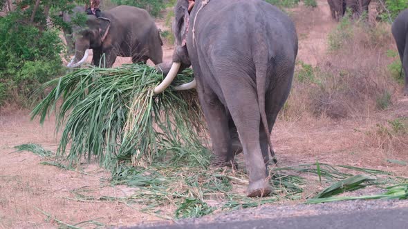 Group of elephants with mahout use trunk and ivory to carry bundle of sugar cane