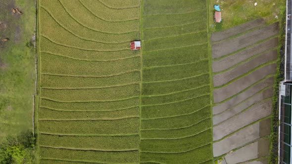 Rice paddies in Canggu, Bali Indonesia, drone flight over the fields, 4k, day time