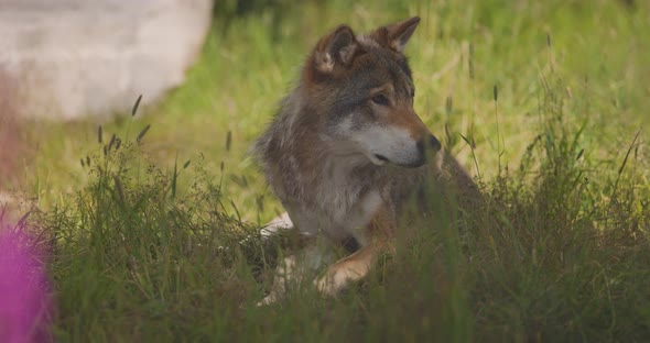 Large Adult Male Grey Wolf Rests in the Shadow When Something Suddenly Scares Him