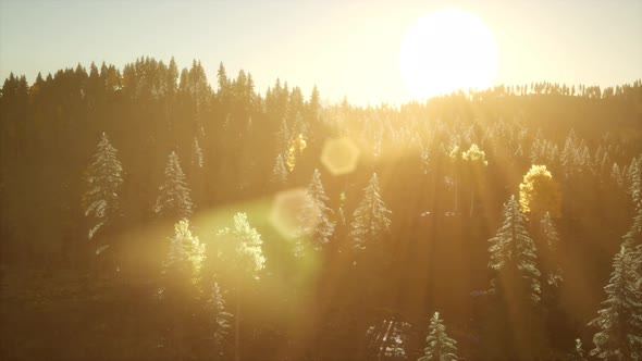 Rays of the Sun Make Their Way Through the Branches