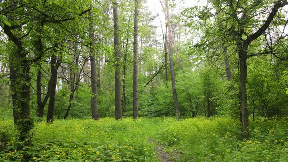 Wild Forest Landscape on a Summer Day