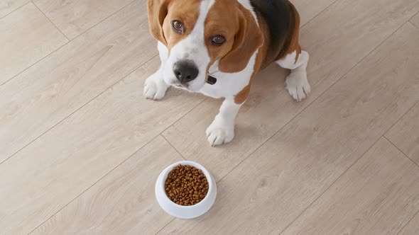 Dog Beagle Eating Granule From Metal Bowl at Home