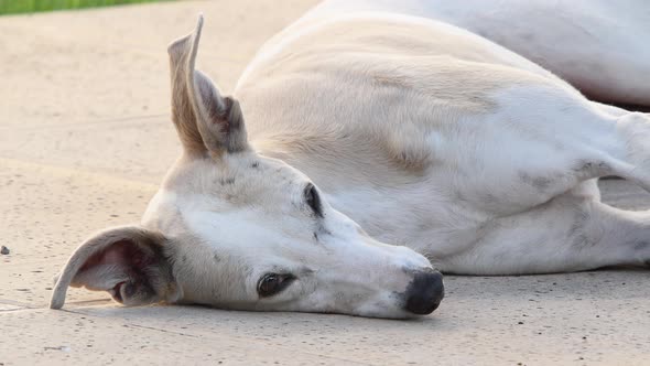 A greyhound resting on the floor.