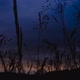 Slow Motion Sunset Grasses - VideoHive Item for Sale