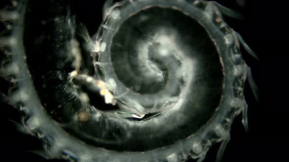 Zooplankton and Plankton of the Black Sea. The Larva of the Ctenophore of the Genus Mnemiopsis alt