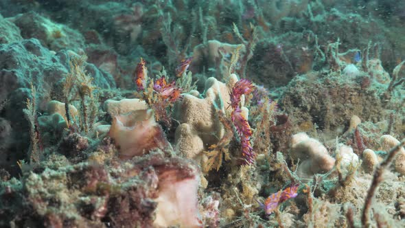 Multiple vibrant pink and purple sea creatures called Nudibranchs on a coral reef. Underwater view