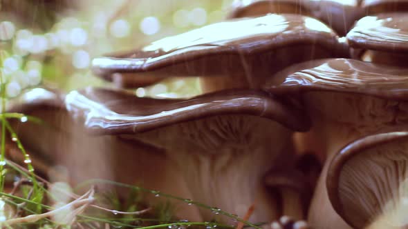 Pleurotus Mushroom In a Sunny Forest in the Rain