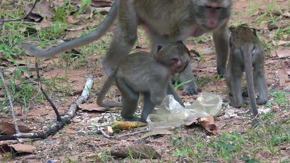 Macaque Monkeys Playing Next to a Carrier Bag