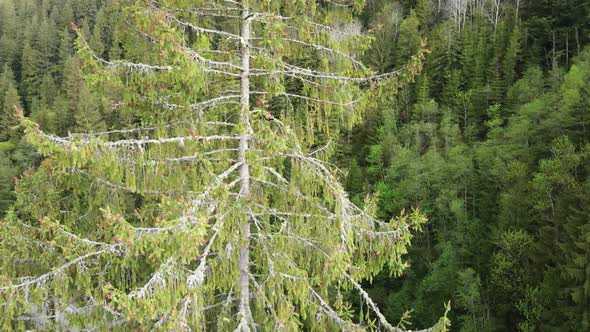 Ukraine, Carpathian Mountains: Spruce in the Forest. Aerial