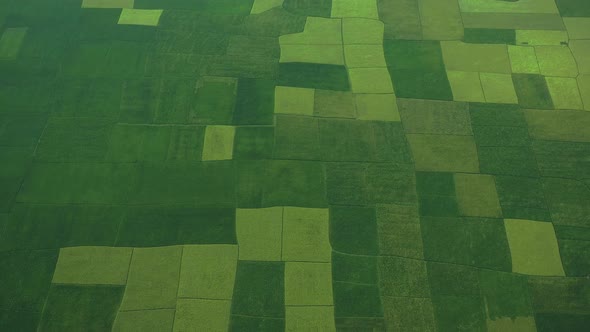 Aerial View of Cultivated field, Shibchar, Dhaka, Bangladesh.