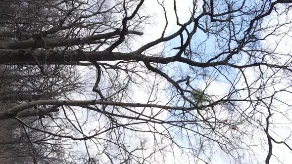 Vertical Video of the Forest with Trees Without Leaves Slow Motion