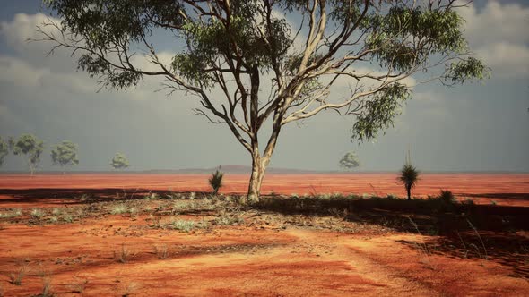 Acacia Tree in African Savannah