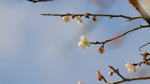 Apricot Flowers