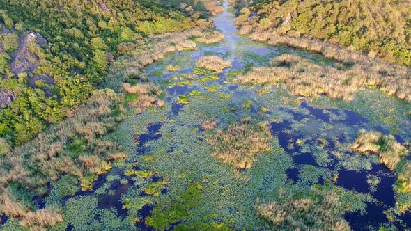 Tropical marsh in autumn - low green and yellow vegetation in a pond