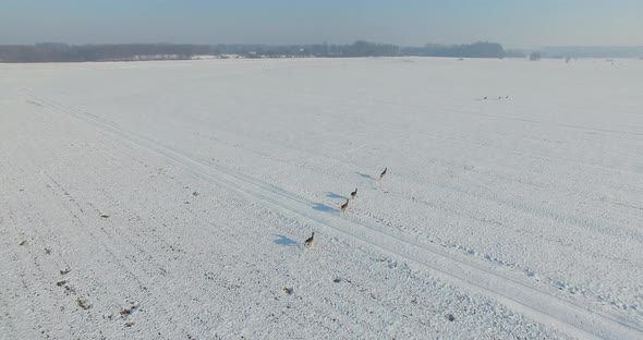 Aerial shot of Young roe deer running through snow in the winter