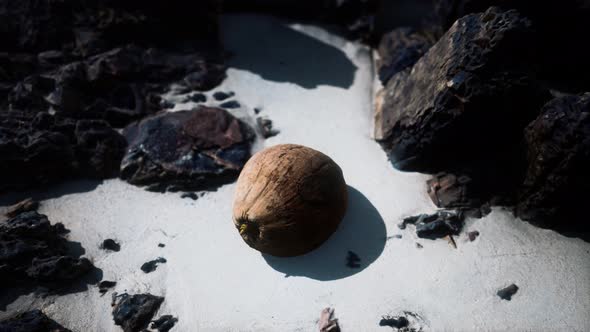 Brown Coconut on the Beach Sand