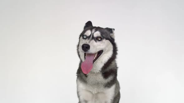 A Beautiful Husky with Different Eyes Looks at the Camera on a White Background