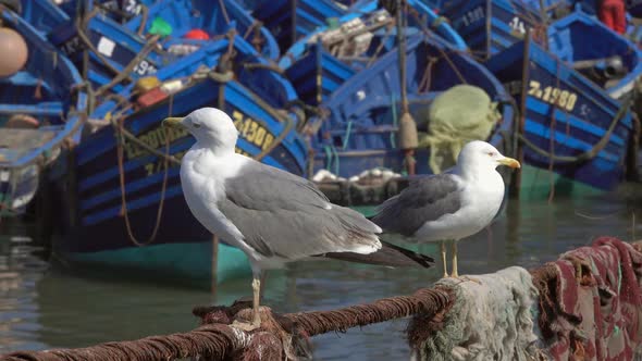 Fishing Boats in Port of Essaouira and Seagulls