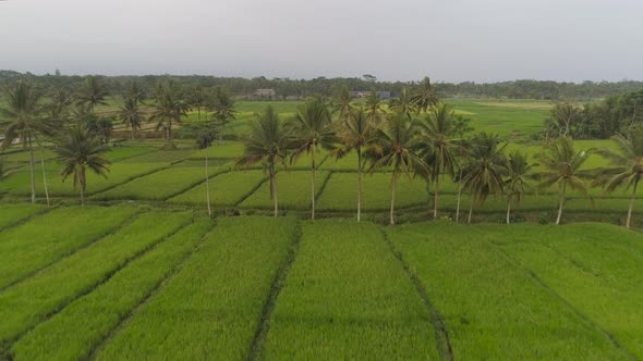 Rice Terraces and Agricultural Land in Indonesia