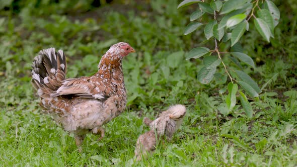 the Hen Goes with Her Chickens