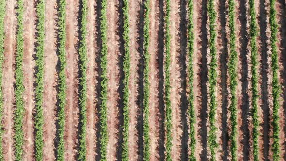 Rows of mature Grape vines, Drone footage.