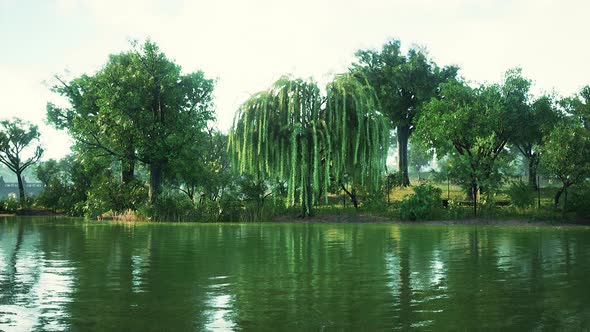 Green Treesin City Park with Swamp Under Sunny Light