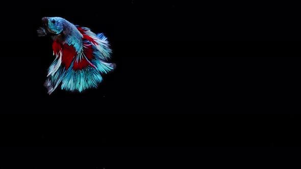 Blue and red color Siamese fighting fish