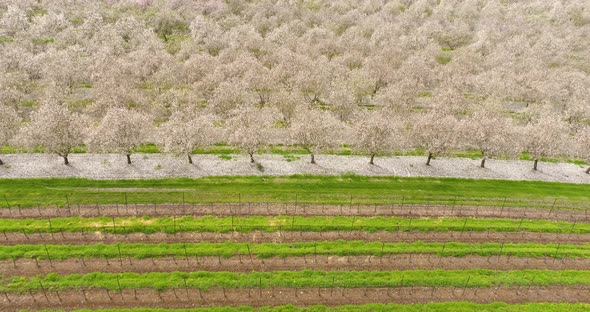 Aerial View of field of cherry trees, Ein Harod, Northern District, Israel.