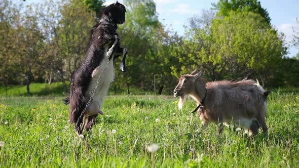 Mature Goats Fighting on Pasture at Sunny Summer Day