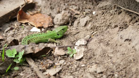 Close-up, a Small Emerald Green Lizard Basking in the Sun