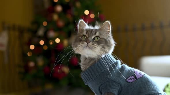 Adorable gray cat in knitted suit sitting on bed