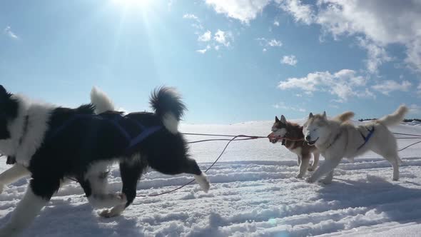 Dogs Harnessed By Dogs Breed Husky Pull Sled with People Slow Motion Video Loop