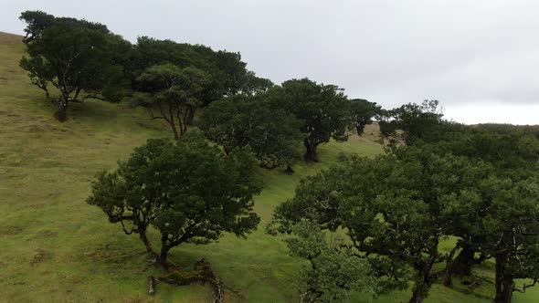 Aerial view of old and rare Fanal laurisilva forest on Madeira island, Portugal