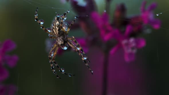 Close Up View of Beautiful Early Morning Dew on Spider Web and a Small Insect