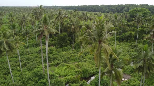 Coconut plantation in aerial view