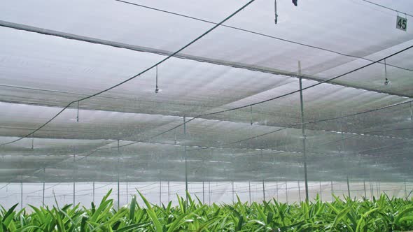 Slow motion - water sprinkers watering Amaryllis plants inside a greenhouse